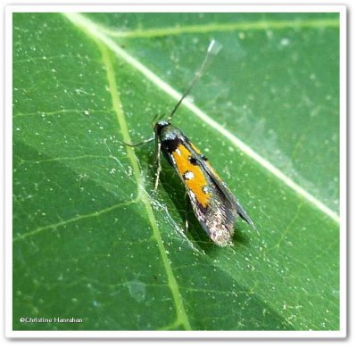  Linnaeuss Spangle-wing moth (<em>Chrysoclista linneella</em> ), #1463