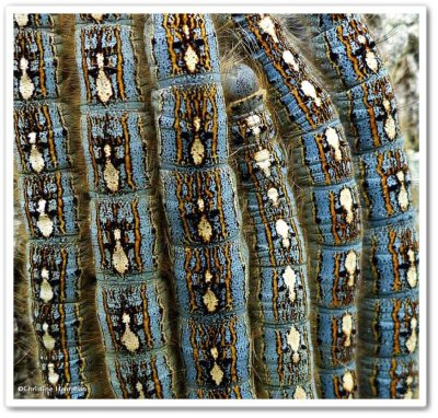 Forest Tent moth caterpillars (Malacosoma disstria) , #7698