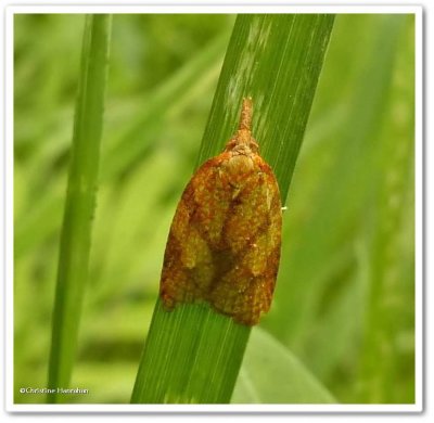 Reticulated fruitworm moth (<em>Cenopis reticulatana</em>), #3720