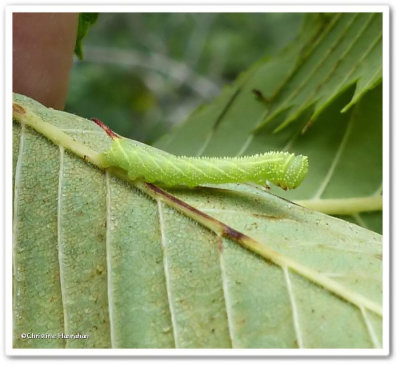 Blinded sphinx moth caterpillar  (Paonias excaecathus), #7824