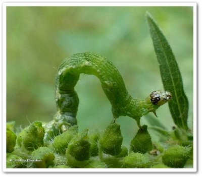 Small bird-dropping moth caterpillar (<em>Ponometia erastrioides</em>), #9095