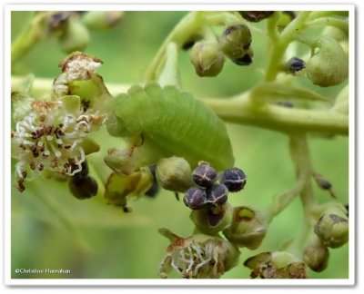 Northern azure butterfly larva (<em>Celastrina lucia</em>)