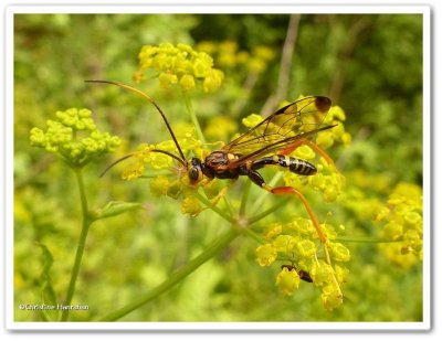 Ichneumonid wasp, male  (<em>Spilopteron vicinum</em>)