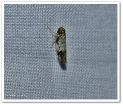 Leafhopper (Scaphoideus)