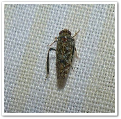 Japanese leafhopper  (Orientus ishidae)