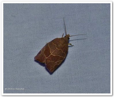 Three-lined leafroller moth (<em>Pandemis limitata</em>), #3594