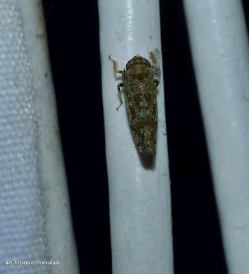 Japanese leafhopper (Orientus ishidae)