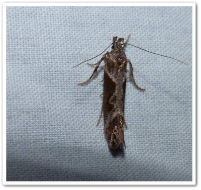 Goldenrod elliptical-gall moth (<em>Gnorimoschema gallaesolidaginis</em>), #1986