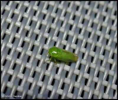 Leafhopper (Stragania alabamensis)