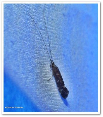 Caddisfly  (Trichoptera)