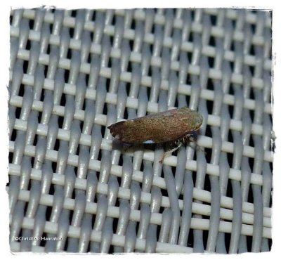 Leafhopper (Fieberiella florii)