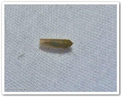 Leafhopper (Macrosteles?)