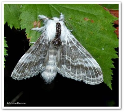 Large tolype, male (<em>Tolype velleda</em>), #7670