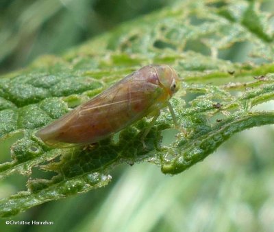 Leafhopper  (Oncopsis ?) 