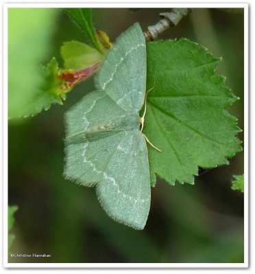 Pistachio Emerald moth  (<em>Hethemia pistasciaria</em>), #7084