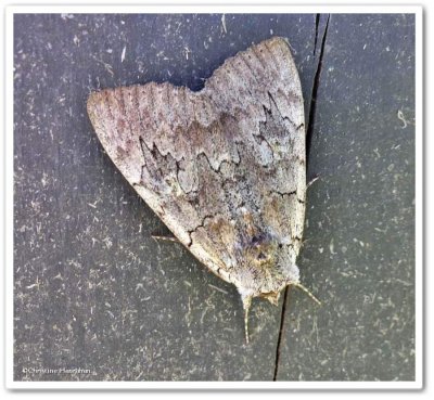 Pink underwing moth   (<em>Catocala concumbens</em>), #8833