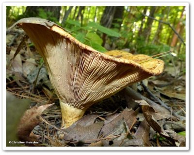 <em>Lactarius</em>?