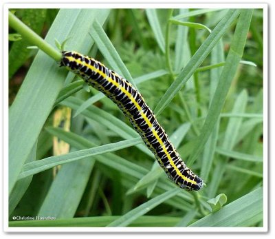 Toadflax brocade moth caterpillar (Calophasia lunula), #10177