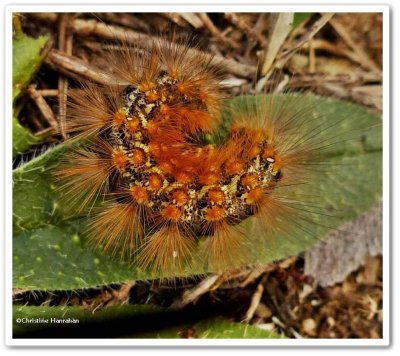 Saltmarsh moth caterpillar  (Estigmene acrea), #8131