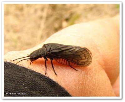 Alderfly (<em>Sialis</em>)