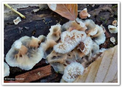 Fungus (<em>Phlebia tremellosa</em>)