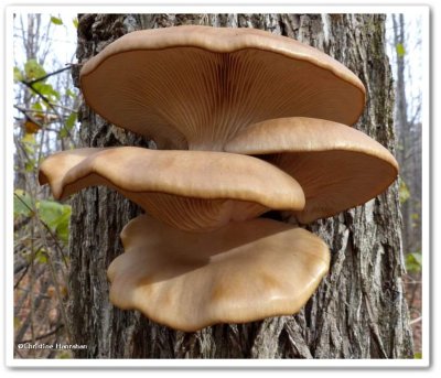 Mushrooms, possibly <em>Pleurotus</em> sp.