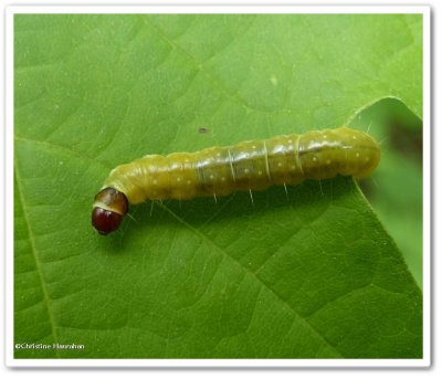 Tortricid moth caterpillar?