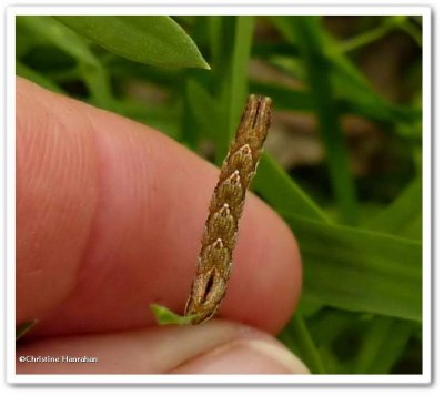 White-banded carpet moth caterpillar (Epirrhoe alternata), #7394