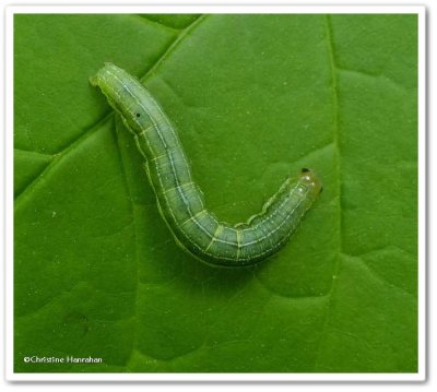 Veiled ear moth caterpillar (Loscopia velata), #9454
