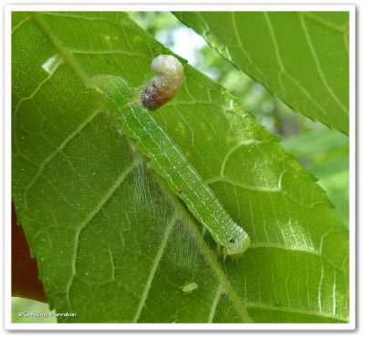 Noctuid moth caterpillar with parasite