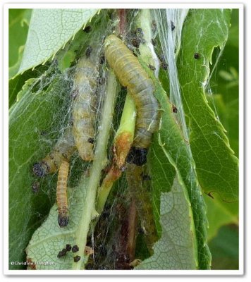 Ugly nest caterpillars  (Archips cerasivorana), #3661