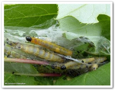 Ugly nest caterpillars  (Archips cerasivorana), #3661