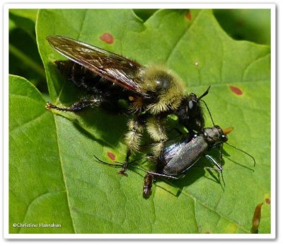 Robber fly (Laphria sacrator) with Tiger beetle prey