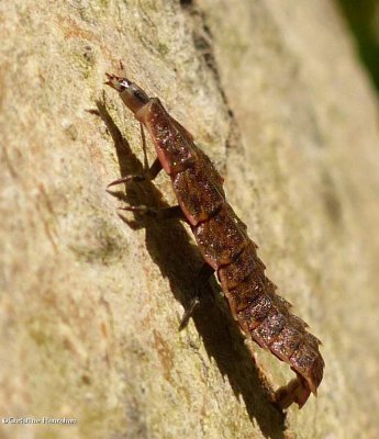 Firefly larva