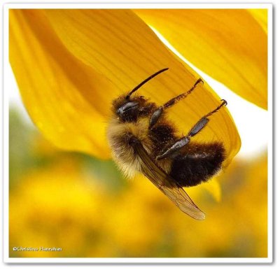 Bumble bee (<em>Bombus</em>)