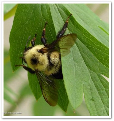 Bumble bee (<em>Bombus</em>)