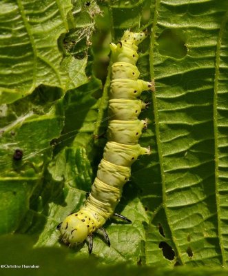 Caterpillar on Basswood, possiblyCatocala cerogama, #8802