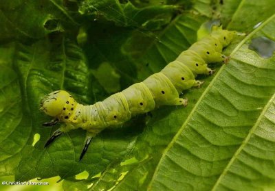 Caterpillar on Basswood, possibly Catocala cerogama, #8802