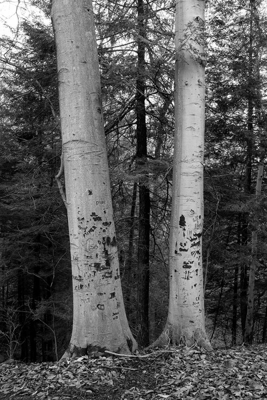 Beeches and Pines