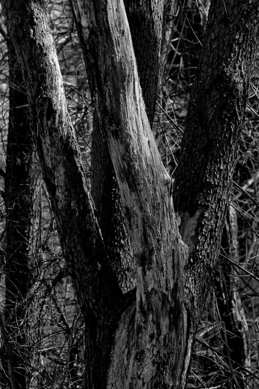 Wood Study #2.jpg