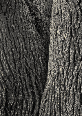 Wood study #1