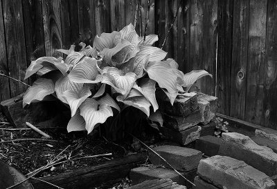 Hosta Wood and Bricks