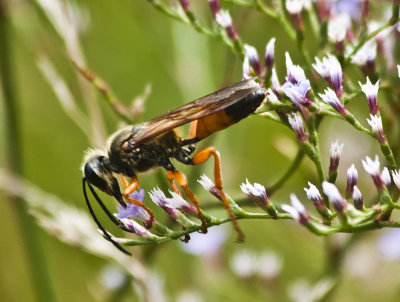 Drinking Nectar