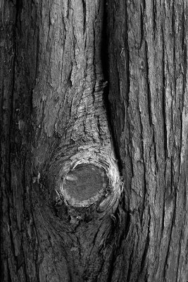 Red Cedar Knot