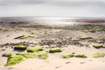 Seaweed on Rocks, Coast Guard Beach