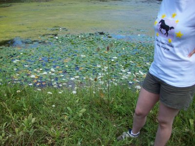 Lake Linnea water lilies.jpg