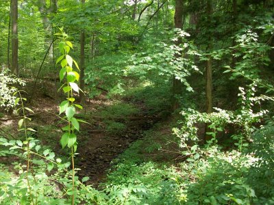 Woods between North House and Amity.jpg