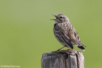 Meadow Pipit - Graspieper 
