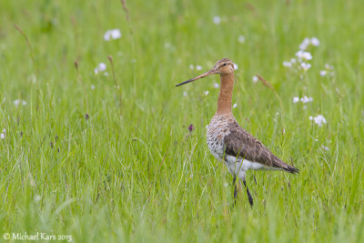 Black-tailed Godwit - Grutto