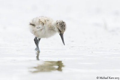 Pied Avocet - Kluut